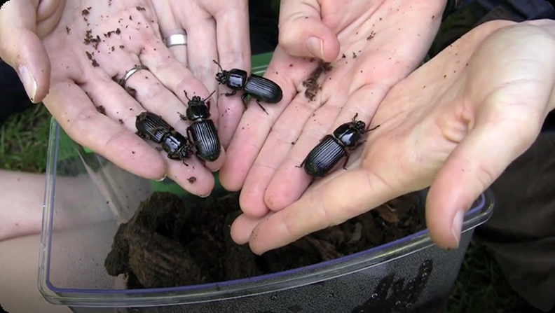 Bess Beetles do WHAT?? Video, Discover Fun and Educational Videos That  Kids Love