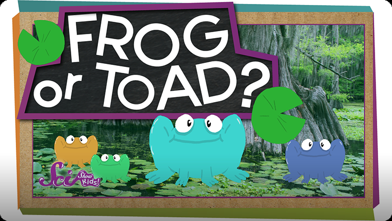 SciShow Kids: Frog or Toad? Video | Discover Fun and Educational Videos