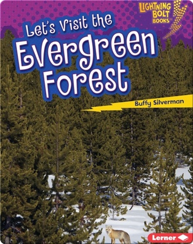 Let's Visit the Evergreen Forests