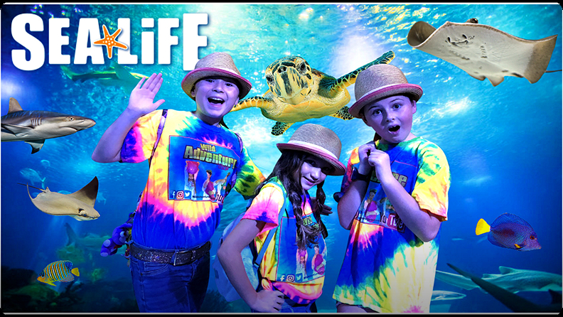 Sea Animals for Kids: Exploring the ANIMALS at the Sea Life Aquarium ...