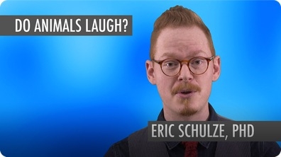 Do Animals Laugh?