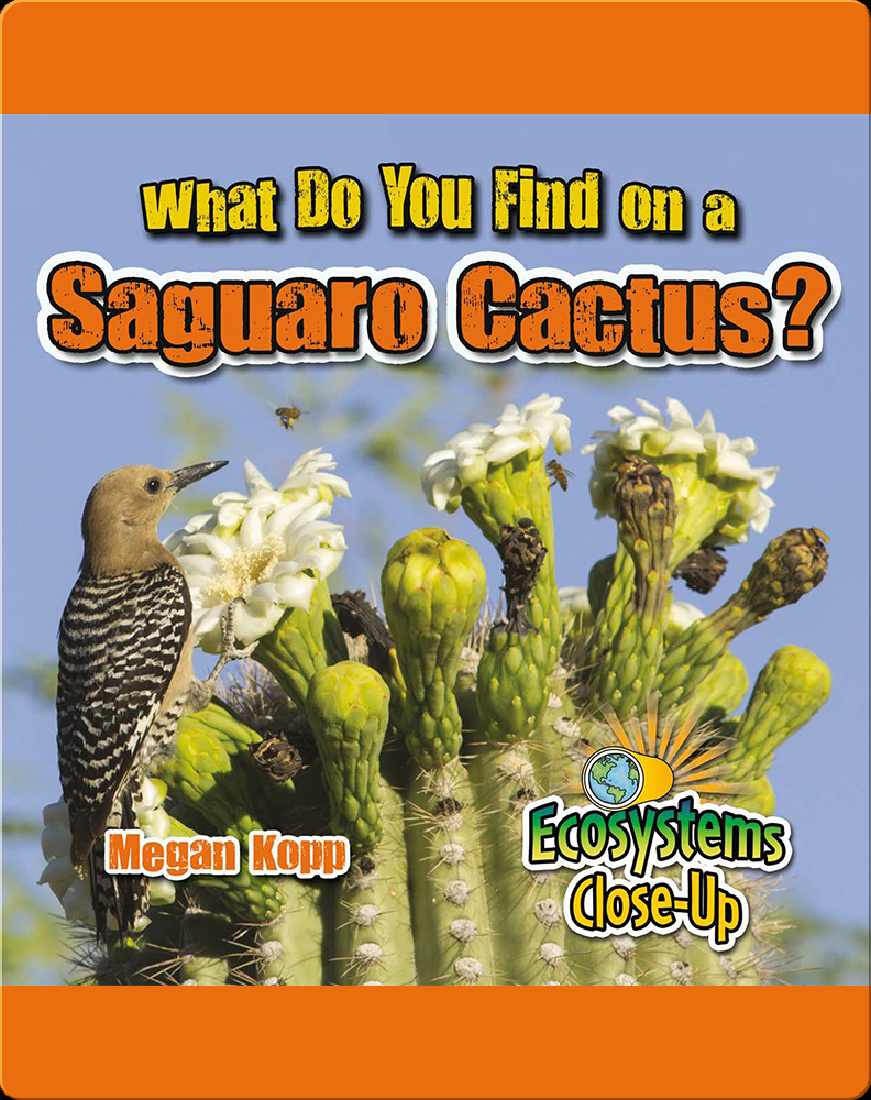 What Do You Find in a Saguro Cactus? Book by Megan Kopp | Epic