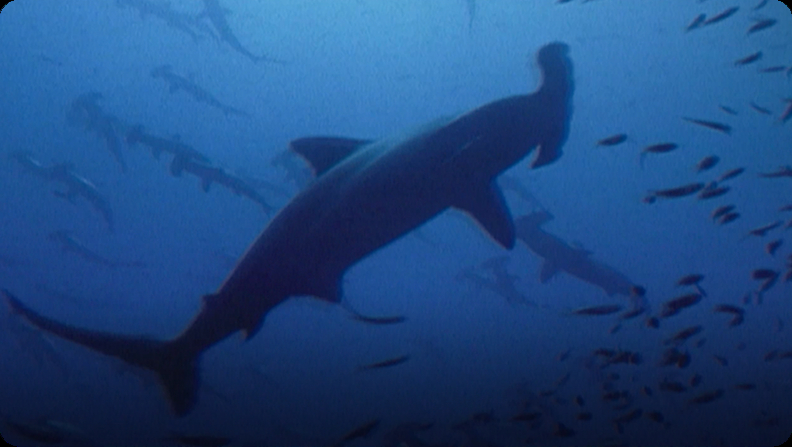 Hammerhead Sharks Video | Discover Fun and Educational Videos That Kids