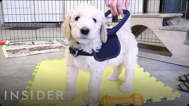 How Puppies Train To Be Guide Dogs Video | Discover Fun and Educational ...