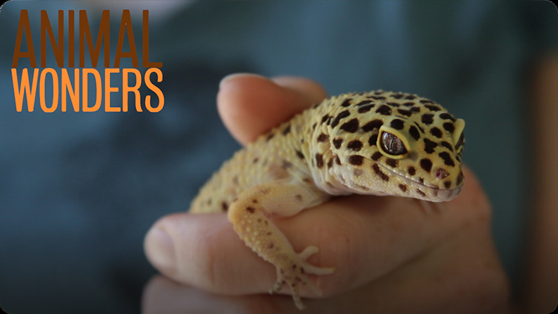 Leopard Geckos! What, Where, and How Video | Discover Fun and ...
