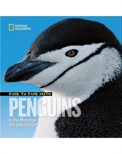 Face to Face with Penguins