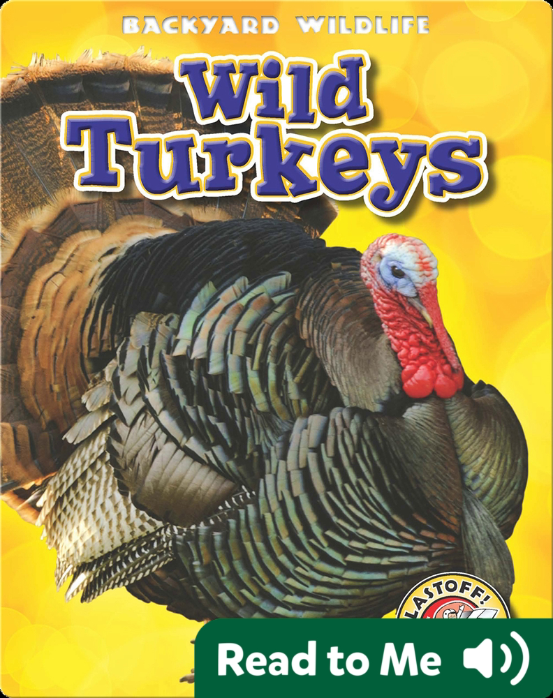 Backyard Wildlife Wild Turkeys Book by Kristin Schuetz Epic