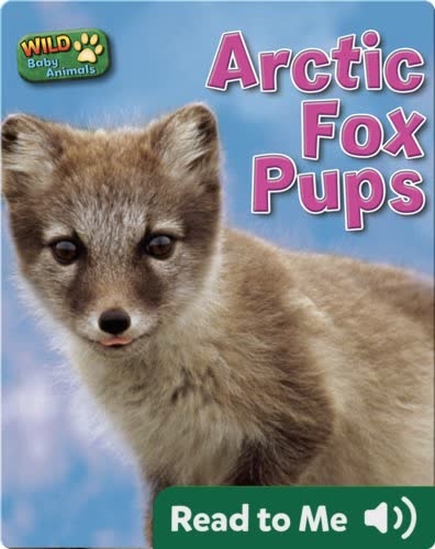 Arctic Fox Pups
