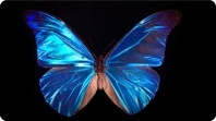 What Gives the Morpho Butterfly Its Magnificent Blue?