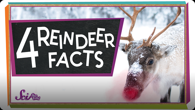 SciShow Kids: 4 Facts to Know About Reindeer Video | Discover Fun and