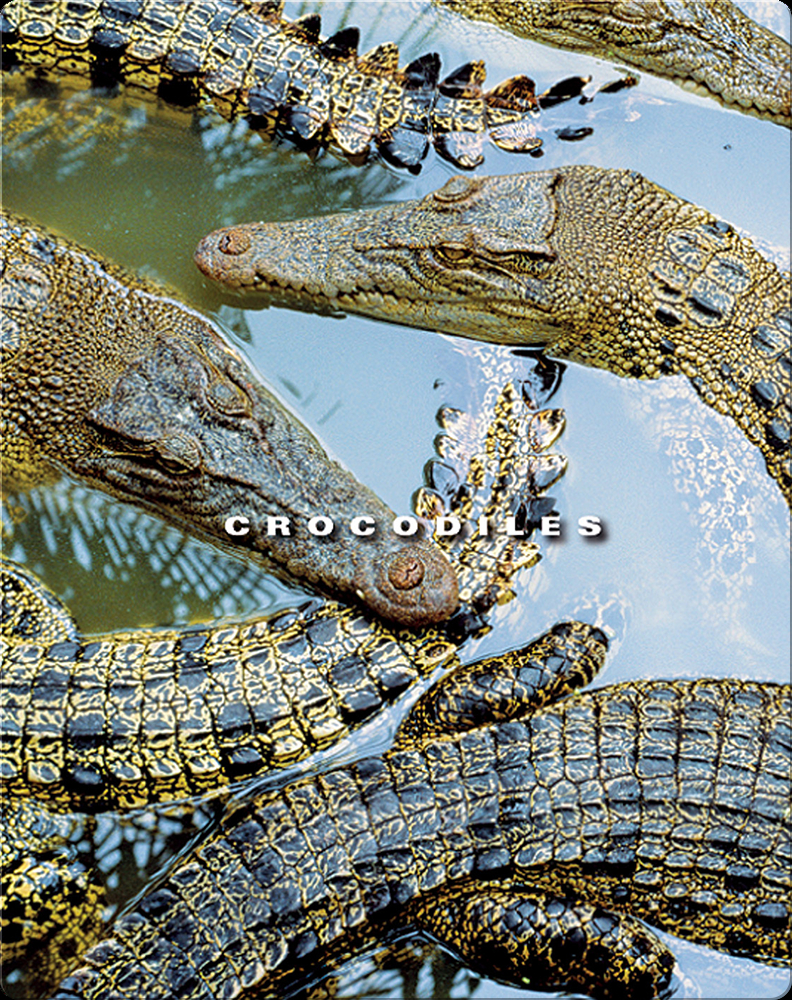 Dragon Fitness - Big Crocodile