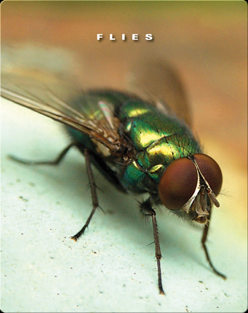 13 Ways to Eat a Fly