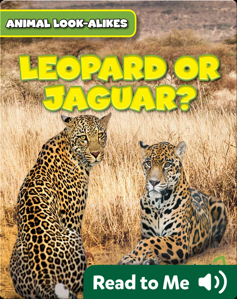 Leopard or Jaguar? Book by Rob Ryndak