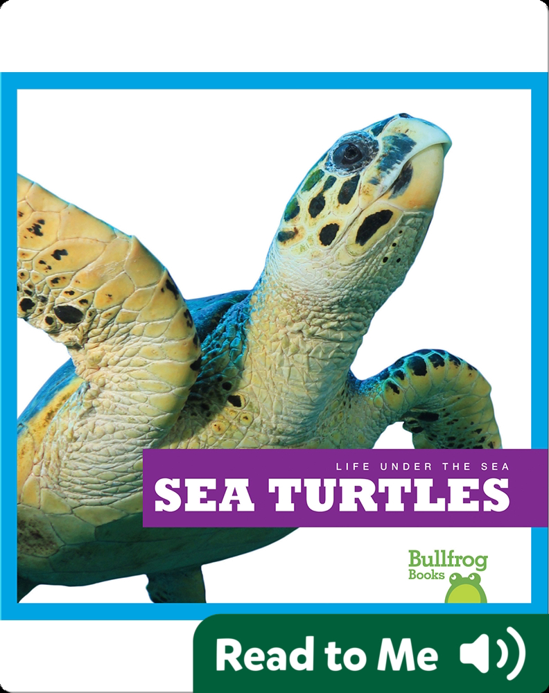 Book Title: Sea Turtles (Ocean Life Up Close) – VOX Books