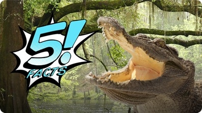 5 Facts About CROCODILES That You Can Chomp On | 5 FACTS