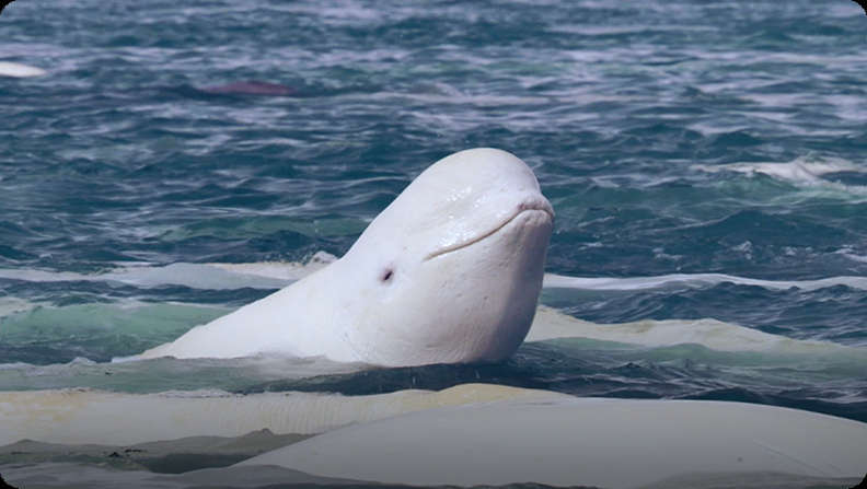 Beluga Whale  National Geographic