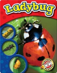 The Life Cycle of a Ladybug