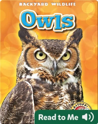 Owls: Backyard Wildlife