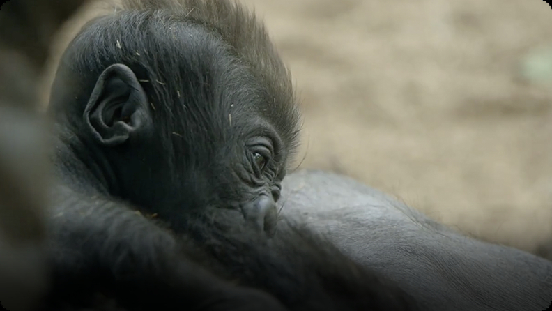 Gorillas get Christmas gifts at Disney World