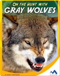 On the Hunt With Gray Wolves
