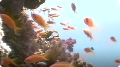 The Underwater World of Coral Reefs