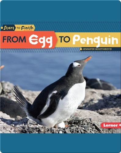 From Egg to Penguin