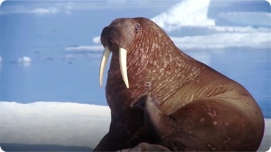 Walrus
