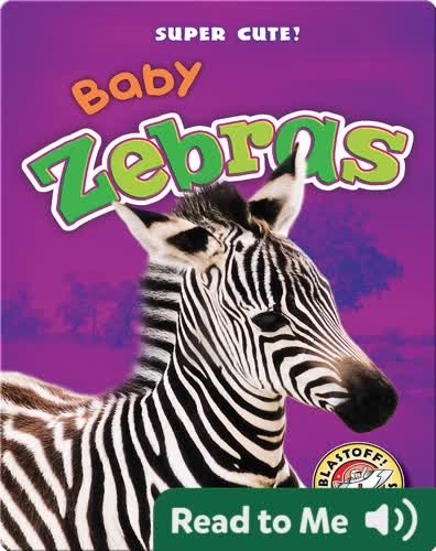 Super Cute! Baby Zebras