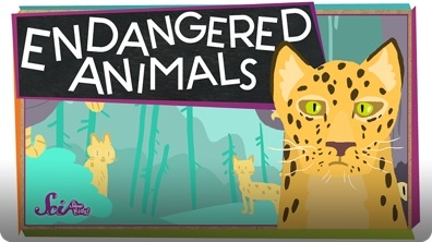 SciShow Kids: Endangered Animals!