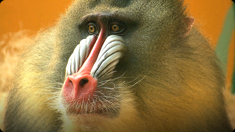 mandrill attack