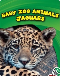 Baby Zoo Animals: Jaguars