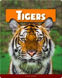 Tigers