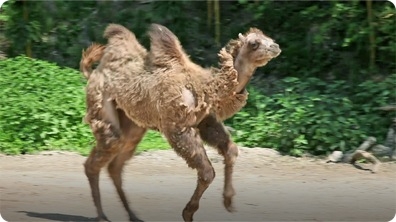 Camel