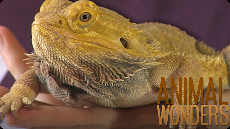 7 weird and wonderful facts about bearded dragons