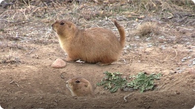 Prairie Dogs