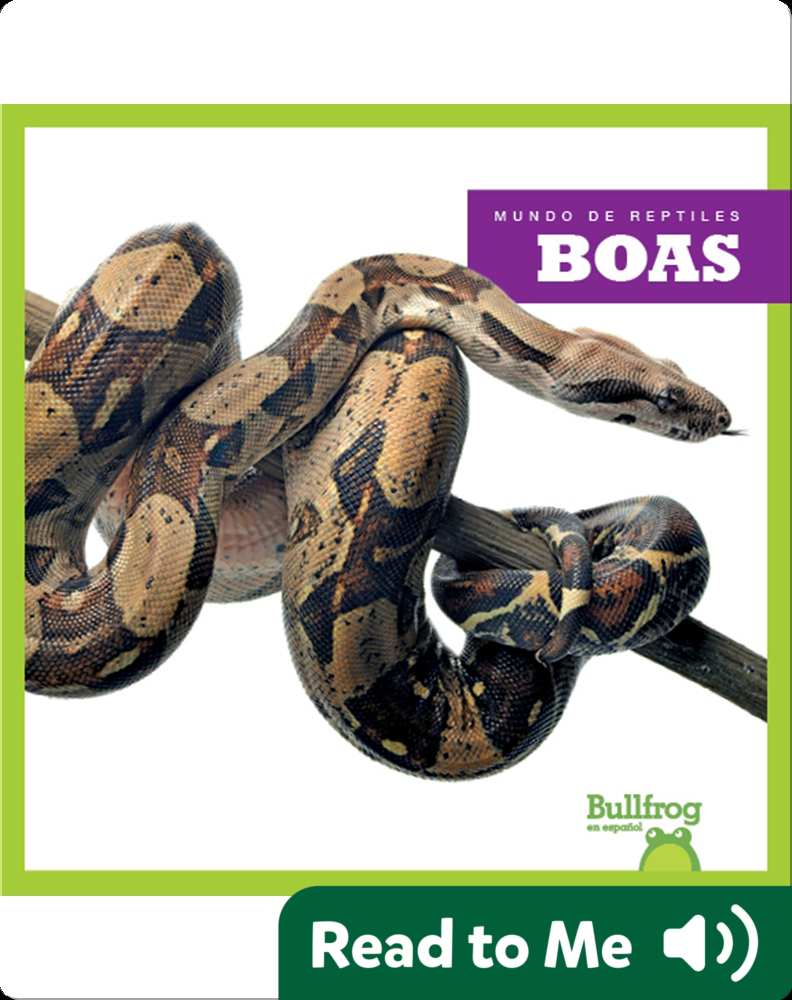 zADOPTED - BOA CONSTRICTOR - SHEEN-boa sheen