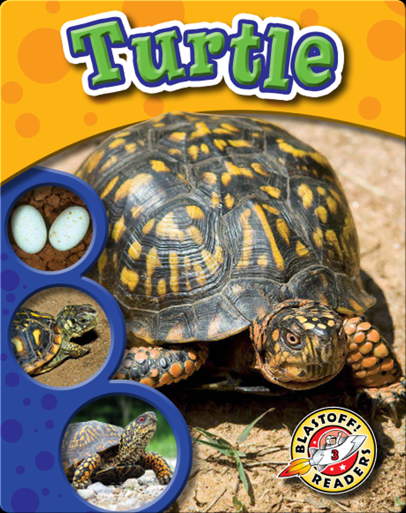 The Life Cycle of a Turtle Book by Colleen Sexton | Epic