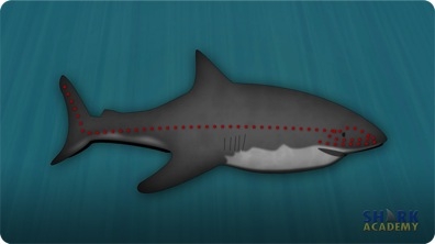 Shark Hearing