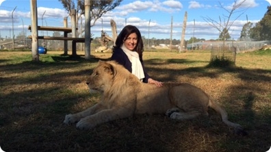 A Close Encounter with an African Lion!
