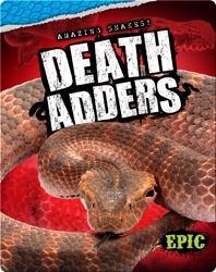 Amazing Snakes! Death Adders