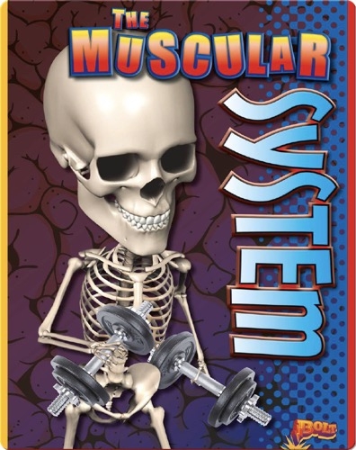 The Muscular System