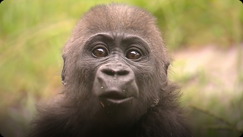 Gorillas get Christmas gifts at Disney World