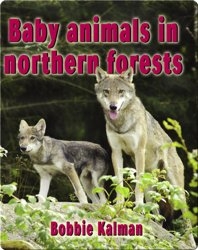 Baby Animals in Northern Forests