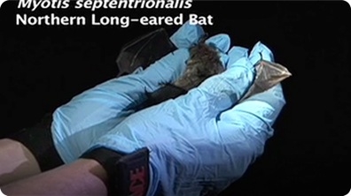 Bats: Creatures of the Night