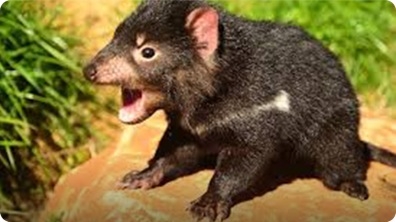 Is the Tasmanian Devil Doomed?