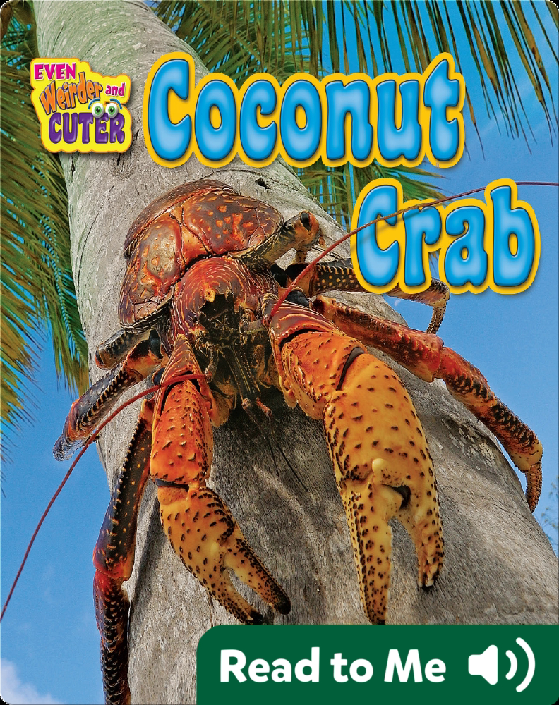 coconut crab attacks