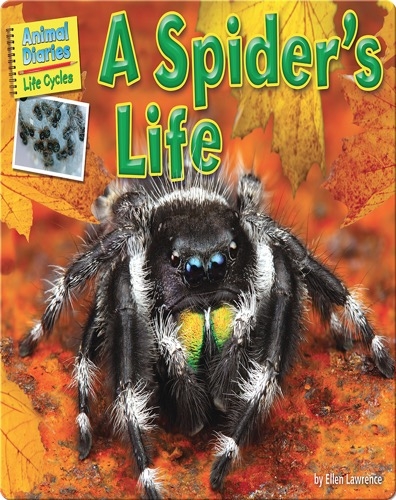 Spider life cycle song