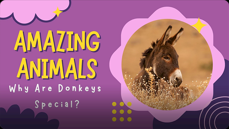 Amazing Animals Why Are Donkeys