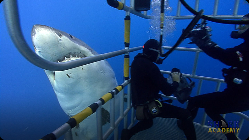 Shark Attack - Great Camp Games