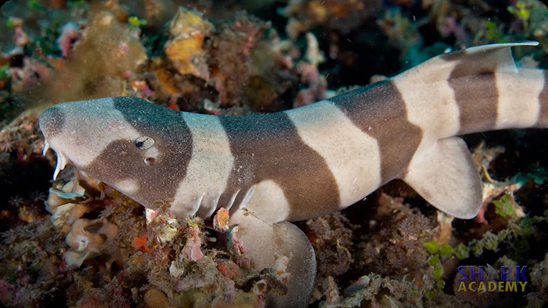 Longtail Carpet Sharks Video | Discover Fun and Educational Videos That ...